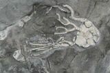 Pair of Ordovician Crinoids - Bobcaygeon Formation - Ontario #95202-2
